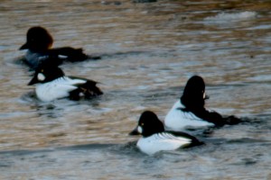 Common Goldeneye ducks in a group of 3 males and one female. 