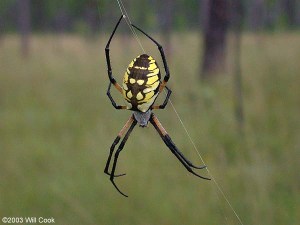 argiope6252a