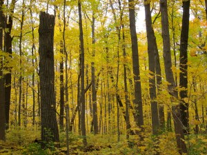 Ken Ham can't see the trees for the forest. 