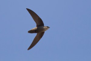 ChimneySwiftMichaelVeltri