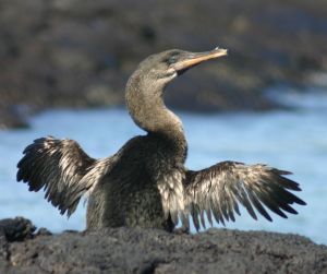 Flightless cormorants are birds whose wings have "devolved" through lack of need to fly. 