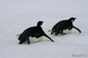 Penguins sometimes use their bellies to slide across the ice. 