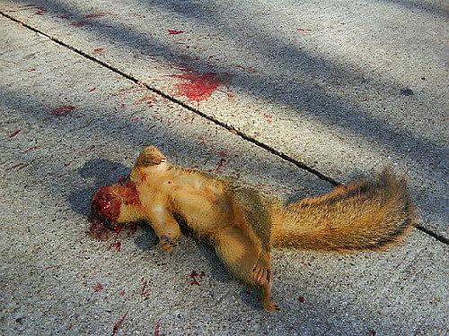squirrel-dead