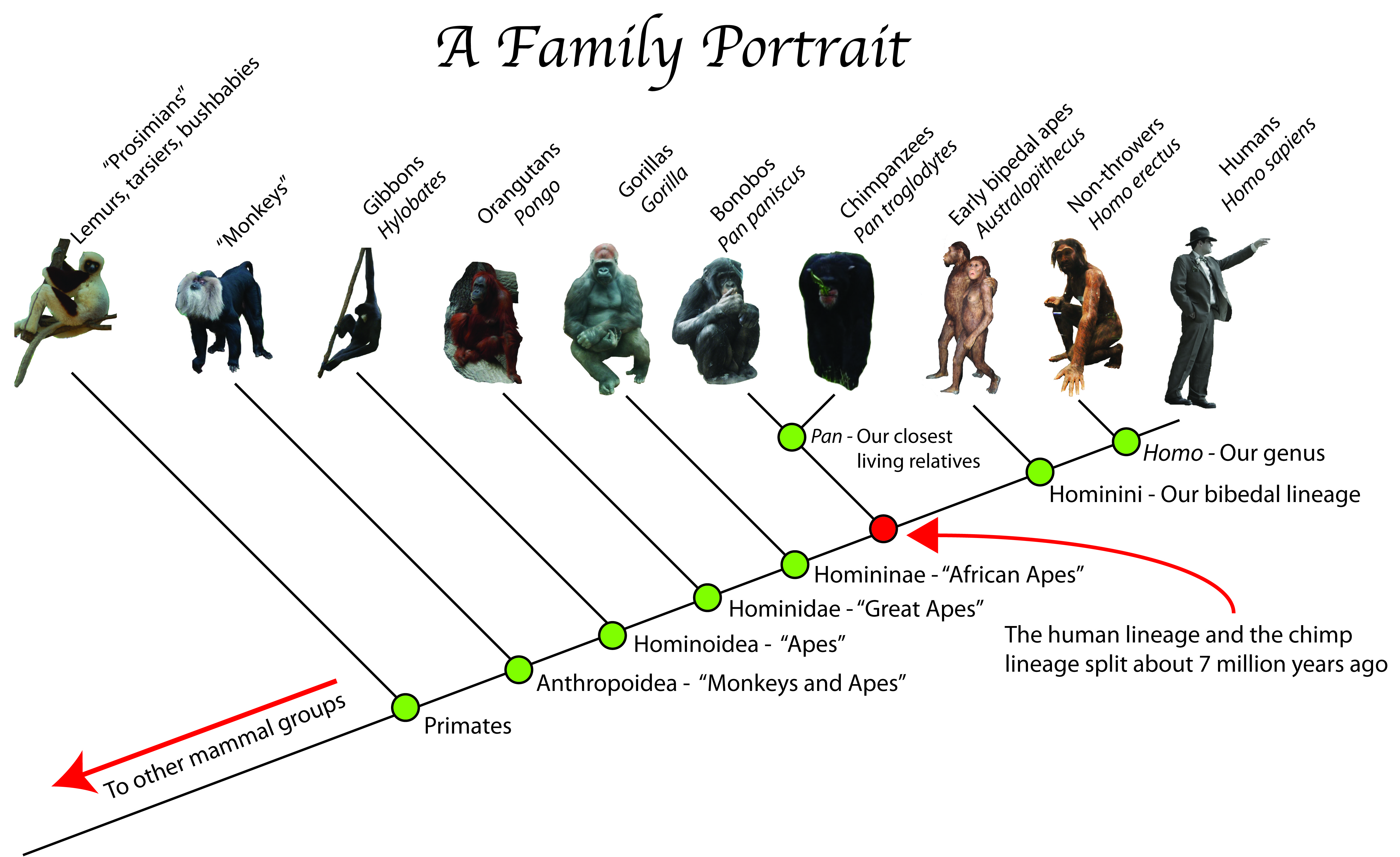 ape-family-tree-a-family-portrait-pasttime-org-episode-5-throwing-in-human-evolution.jpg