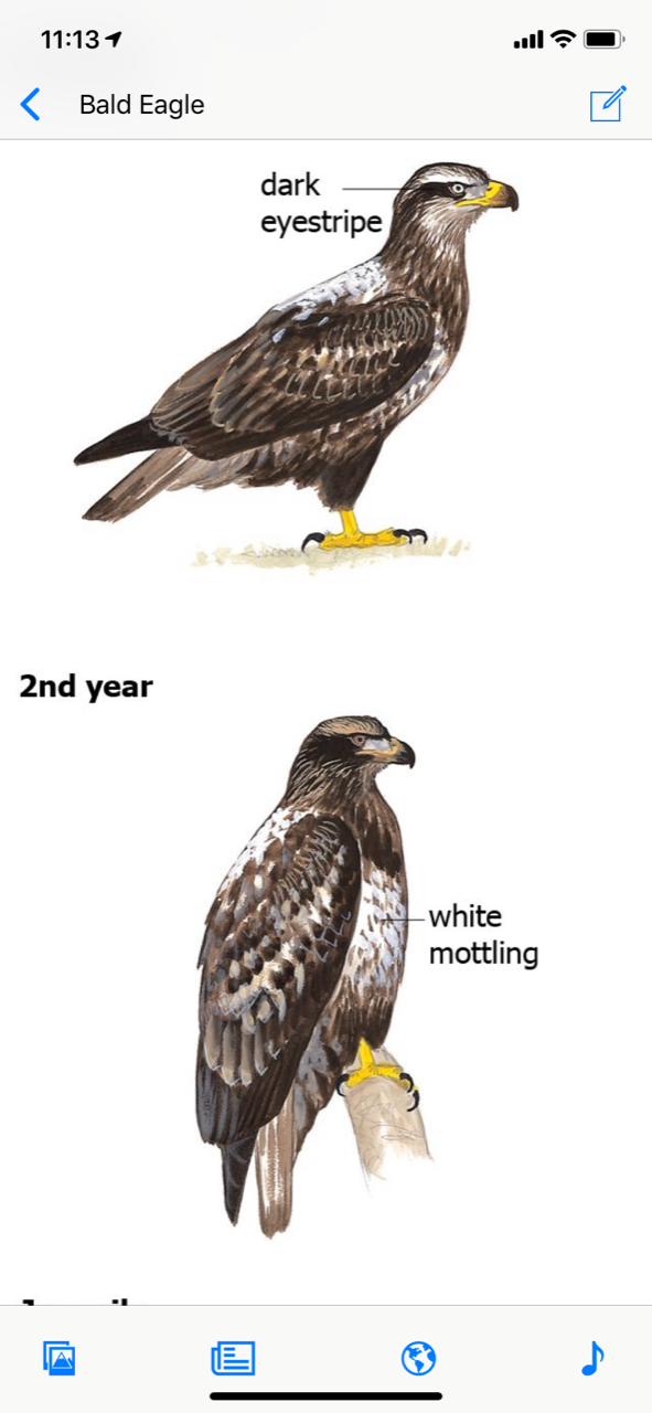 Golden Eagle.png