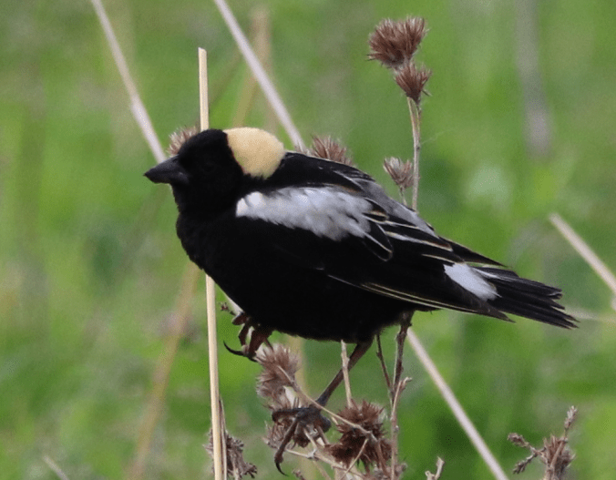 bobolink