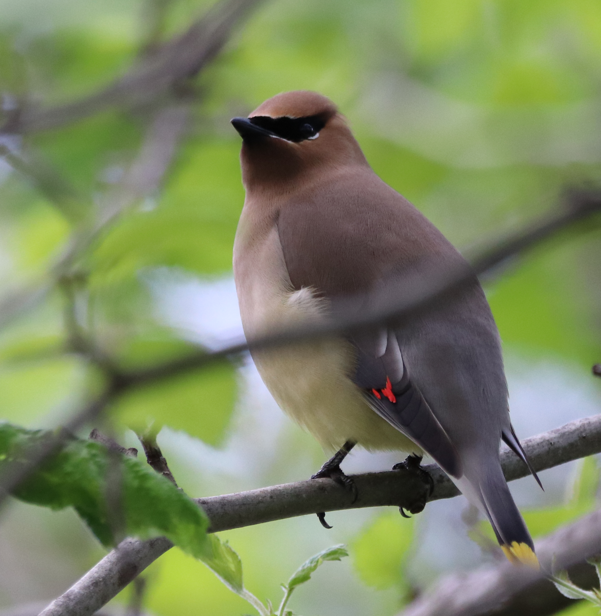 CedarWaxwing solo 3